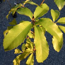 Picture of Pseudopanax Arboreus (5869)