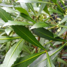 Picture of Pseudopanax Dark Star (28864)