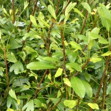 Picture of Pseudopanax Emerald Fingers (29115)