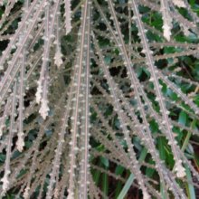 Picture of Pseudopanax Ferox (4521)