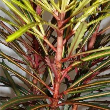 Picture of Pseudopanax Fiddlesticks (10416)