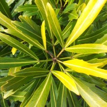 Picture of Pseudopanax Gold Finger (4523)