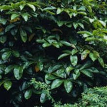 Picture of Pseudopanax Laetus (4525)