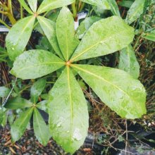 Picture of Pseudopanax Lessonii (4526)