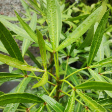Pseudopanax Linearifolius Picture of Pseudopanax Linearifolius (4531)