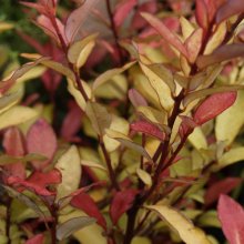 Picture of Pseudowintera Red Glow (4532)