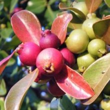 Psidium Guava Red Picture of Psidium Guava Red (2272)