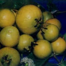 Psidium Guava Yellow Picture of Psidium Guava Yellow (2274)