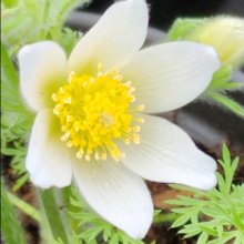 Pulsatilla Vulgaris Alba Picture of Pulsatilla Vulgaris Alba (9323)