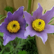 Pulsatilla Vulgaris Pagageno Picture of Pulsatilla Vulgaris Pagageno (10070)