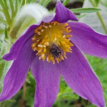 Pulsatilla Vulgaris Violet Bells Picture of Pulsatilla Vulgaris Violet Bells (9324)