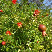 Punica Granatum Nana Picture of Punica Granatum Nana (30637)