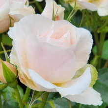 Pure and Simple-Rose Picture of Pure and Simple-Rose (29919)