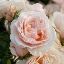 Pure and Simple Std 80cm-Rose Picture of Pure and Simple Std 80cm-Rose (30188)