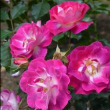 Purple Pizzazz Std 45cm-Rose Picture of Purple Pizzazz Std 45cm-Rose (11817)