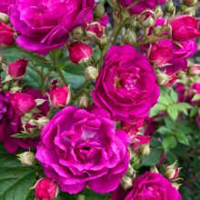 Purple Siluetta Clg-Rose Picture of Purple Siluetta Clg-Rose (30576)