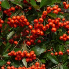 Picture of Pyracantha Brilliant (4578)