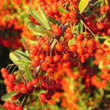 Picture of Pyracantha Orange Glow (8676)