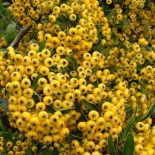 Picture of Pyracantha Shawnee (4579)
