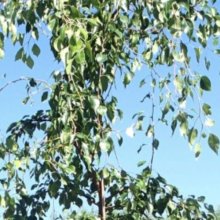 Pyrus Autumn Leaves H/W 1.5m Picture of Pyrus Autumn Leaves H/W 1.5m (30720)