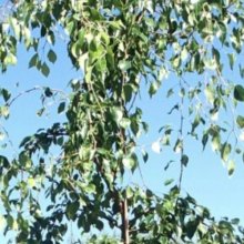 Pyrus Autumn Leaves H/W 1.2m Picture of Pyrus Autumn Leaves H/W 1.2m (11507)
