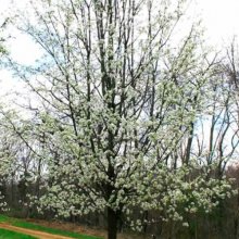 Pyrus Calleryana Aristocrat Picture of Pyrus Calleryana Aristocrat (4584)