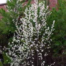 Pyrus Calleryana Bradford Picture of Pyrus Calleryana Bradford (4582)