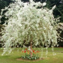 Pyrus Salicifolia Pendula H/W 1.7m Picture of Pyrus Salicifolia Pendula H/W 1.7m (4590)