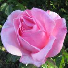 Queen Elizabeth-Rose Picture of Queen Elizabeth-Rose (4594)