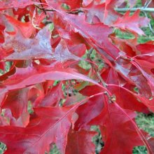 Quercus Coccinea Picture of Quercus Coccinea (4599)