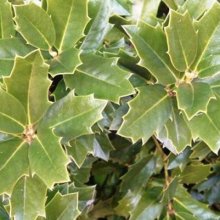 Quercus Ilex Picture of Quercus Ilex (4601)