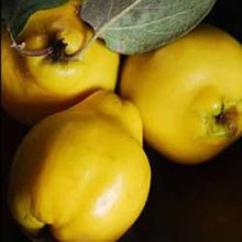 Quince Taihape Picture of Quince Taihape (4613)
