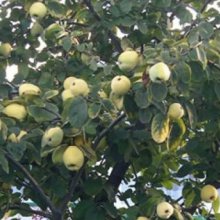Quince Van Dieman Picture of Quince Van Dieman (8147)