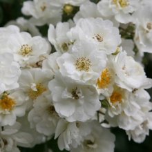 Rambling Rector Clg-Rose Picture of Rambling Rector Clg-Rose (4618)