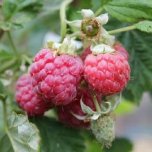 Picture of Raspberry Aspiring (4625)