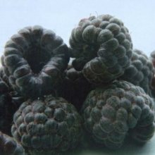 Picture of Raspberry Ebony (4627)