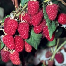 Picture of Raspberry Heritage (4629)