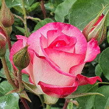 Raspberry Ice Std 80cm-Rose Picture of Raspberry Ice Std 80cm-Rose (4631)