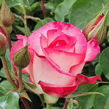 Raspberry Ice-Rose Picture of Raspberry Ice-Rose (4630)