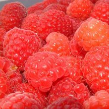 Picture of Raspberry Nootka (5922)
