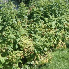 Picture of Raspberry Tulameen (8817)