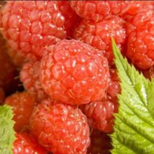 Picture of Raspberry Waiau (4637)