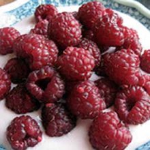 Picture of Raspberry Willamette (5924)
