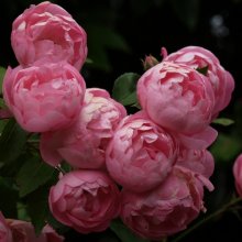 Picture of Raubritter Clg-Rose (4639)