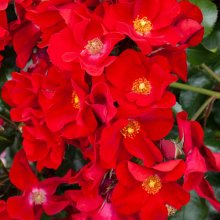 Rebel Spirit-Rose Picture of Rebel Spirit-Rose (30599)