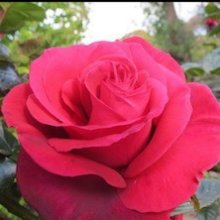 Picture of Red Flame Clg-Rose (7897)