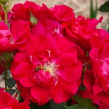Picture of Red Frenzy Pillar-Rose (30391)