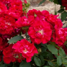 Red Frenzy-Rose Picture of Red Frenzy-Rose (30661)