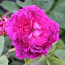 Picture of Reine des Violettes-Rose (4669)