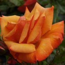 Remember Me Std 80cm-Rose Picture of Remember Me Std 80cm-Rose (4671)
